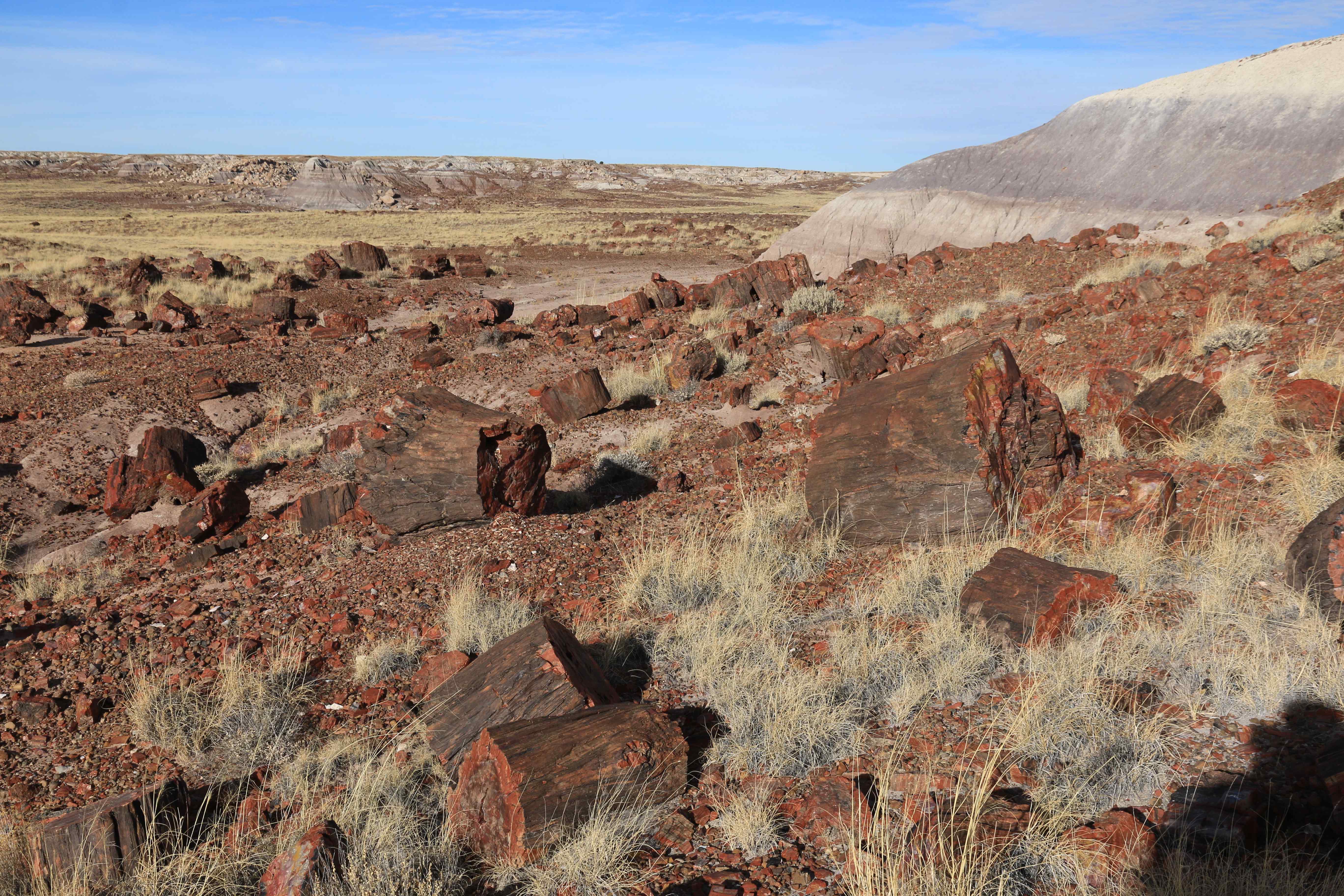 Petrified Forest NP